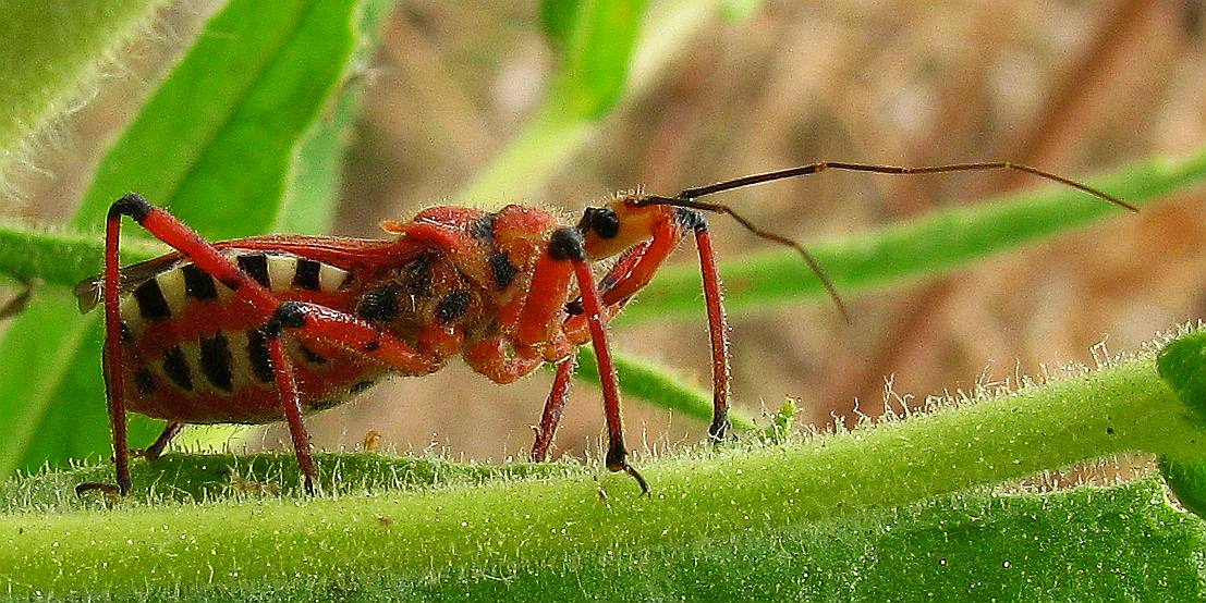 Rhynocoris bipustulatus from Antalya-Turkey